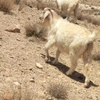 30عدد بز جون نژادکورکی ابست|حیوانات مزرعه|کرمان, |دیوار