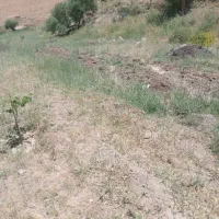 زمین باغی روستای عزیز ابادنزدیک به ۱هکتار