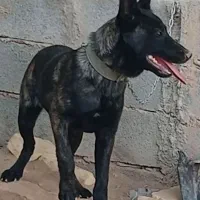 سگ داچ شپرد