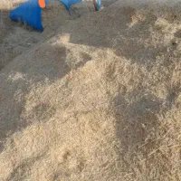 کاه گندم و کاه یونجه