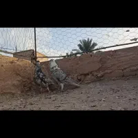 ساده هفت‌رنگ افشون با خال ماده