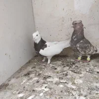 طوقی سرخ ، کله