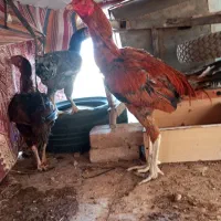 مرغ و خروس لاری
