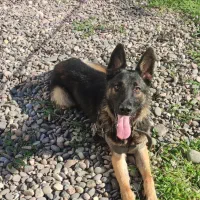 واگذاری توله ژرمن|سگ|سنگر, |دیوار