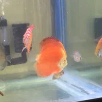 دیسکس گرید A+