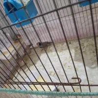 چها عدد فنچ