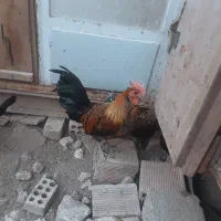 تخم نطفه دار لری و گلین