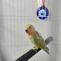 جوجه طوطی برزیلی