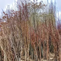 فروش کلی و جزی انواع نهال.وگل گیاه وخاک ‌کودوخدمات