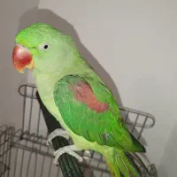 شاه طوطی سخنگو ۹ ماهه|پرنده|سهند, |دیوار