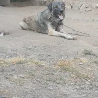 سگ سرابی