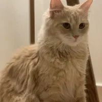 گربه ماده آماده جفت گیری|گربه|گرگان, |دیوار