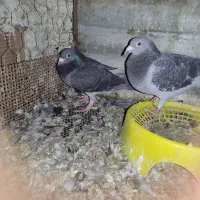 کفتر مسافتی|پرنده|گنبد کاووس, |دیوار