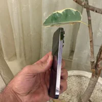 iPhone 14 Pro ZA/A|موبایل|مشهد, طلاب|دیوار