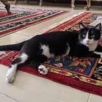 واگذاری گربه دختر عقیم شده تاکسیدو|گربه|شیراز, زرهی|دیوار