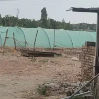 اجاره دامداری گوشتی و داشتی گوسفند و بز
