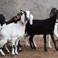 بز آبستن|حیوانات مزرعه|کاشمر, |دیوار