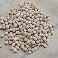 فروش نخود
