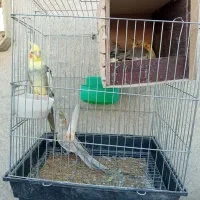 عروس هلندی مولد