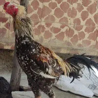 دو عدد مرغ و یک خروس لاری