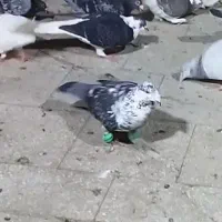 کبوترثارسبزگمشده