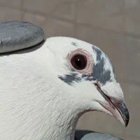 مسافتی ماده