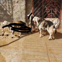 بره قوچ پلنگی