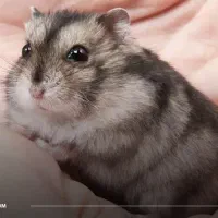 همستر خونگی