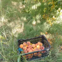 باغ فروشی|فروش دفتر صنعتی، کشاورزی، تجاری|الشتر, |دیوار