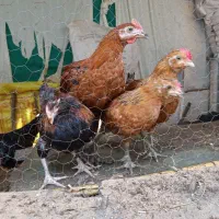 نیمچه خروس گلین لری