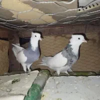 طوقی|پرنده|جیرفت, |دیوار