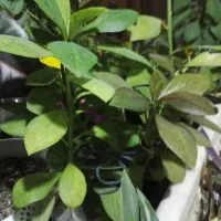 گل های اپارتمانی|گل و گیاه طبیعی|سیرجان, |دیوار