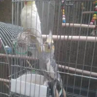 عروس هلندی نر و ماده