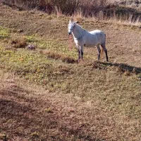 اسب مادیان 6ساله بدون ایراد|اسب و تجهیزات اسبسواری|سیلوانه, |دیوار