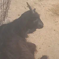 ۳عدد بز|حیوانات مزرعه|اطاقور, |دیوار