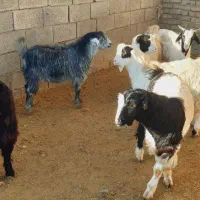 بزغاله نرچاق