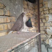 کفتر سیا بهبهانی قهویی دم سفید طوقی|پرنده|شیراز, دست خضر|دیوار