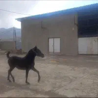 مادیان مشکی ۲۶ماه شجره دار|اسب و تجهیزات اسب‌سواری|ماهیدشت, |دیوار