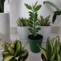 گل طبیعی|گل و گیاه طبیعی|فردیس, قریشی|دیوار