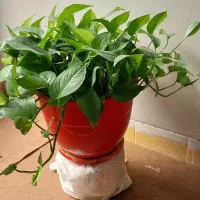 گل پتوس|گل و گیاه طبیعی|شیراز, دشت چنار|دیوار