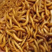 میلورم خشک و زنده