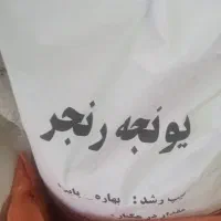 بذر شبدر ویونجه