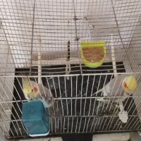 عروس هلندی. جفت