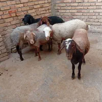 کاور نر
