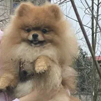 پامرانین نر خرسی وارداتی جفتگیری جفت گیری