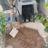 باکس سگ سایز بزرگ