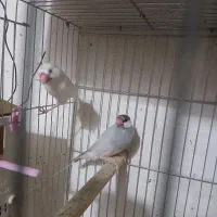 نرگسی مولد (معاوضه با مرغ خروس جاپنیز)