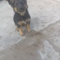 توله ماده ژرمن سه ماه|سگ|مشهد, امیریه|دیوار