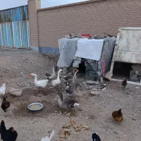 قوغاز های اصل|حیوانات مزرعه|رباط‌کریم, رباط‌کریم|دیوار