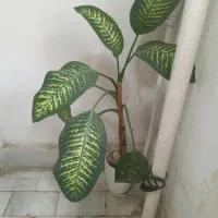 گل دیفن باخیا،سخره ای و گل کا غذی|گل و گیاه طبیعی|رشت, کوی مهر|دیوار